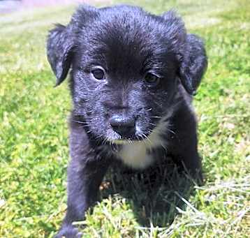 Photo of Dandelion