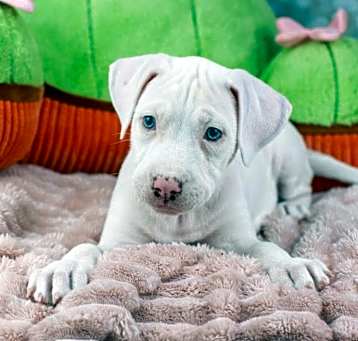 Photo of Half Pint