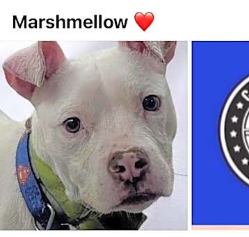 Photo of MARSHMELLOW