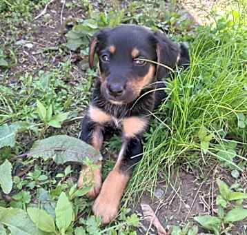 Photo of Nala
