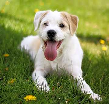 Photo of Scout