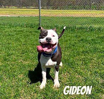 Photo of Gideon