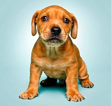 Photo of Strudel