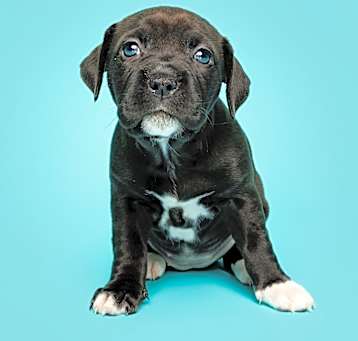 Photo of Cannoli