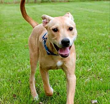 Photo of Blitzen