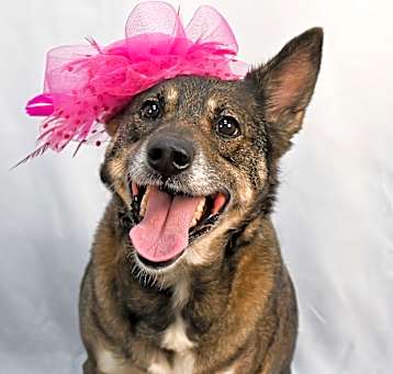 Photo of Gidget