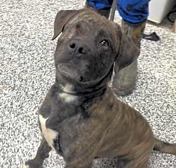 Photo of Raisin