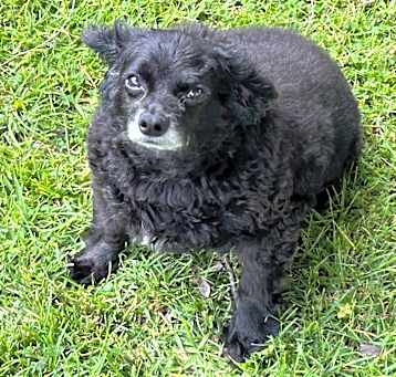 Photo of Bandit