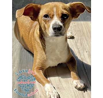 Photo of Daisy