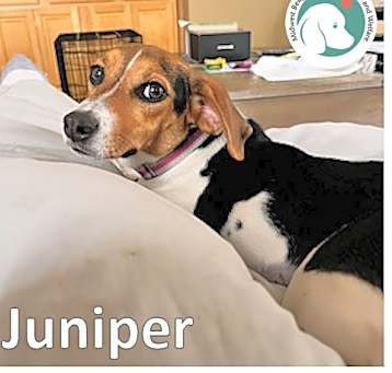 Photo of JUNIPER