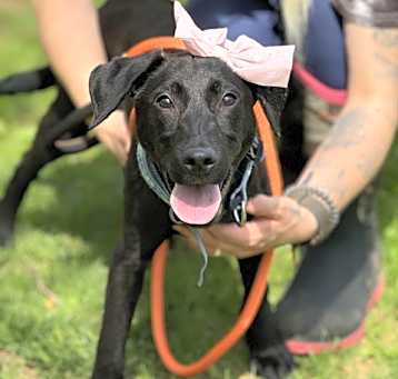 Photo of Paisley