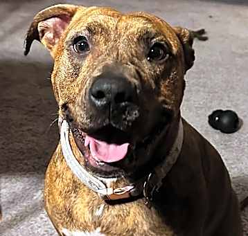 Photo of Nala