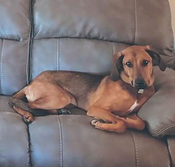 Photo of Cooper