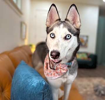Photo of Skye