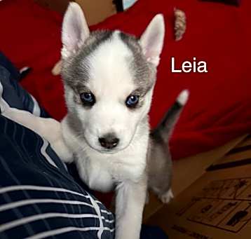 Photo of Leia