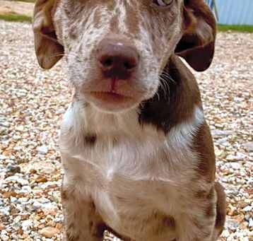 Photo of Opie