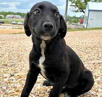 Photo of Luna