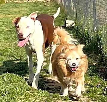 Photo of LITTLE DUDE & PRINCE