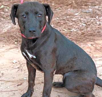 Photo of ONYX