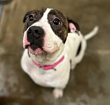Photo of Coco