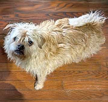 Photo of Mocha S