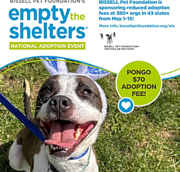 Photo of Pongo- $70 Bissell Sponsored Adoption Fee!