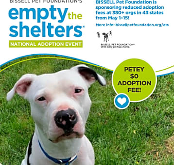 Photo of Petey - $0 Bissell Sponsored Adoption Fee!