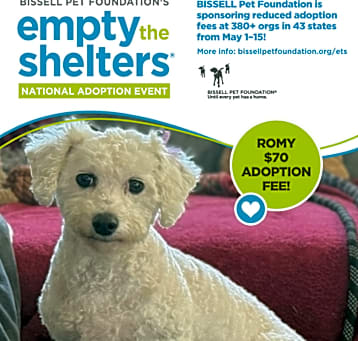 Photo of Romy- $70 Bissell Sponsored Adoption Fee!