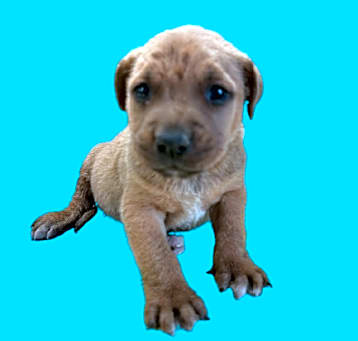 Photo of Doug