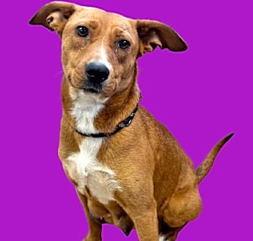 Photo of Dora