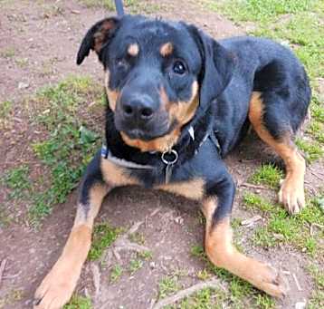 Photo of Buddy