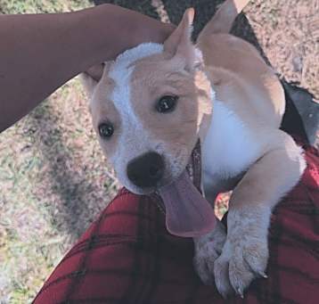 Photo of Apollo