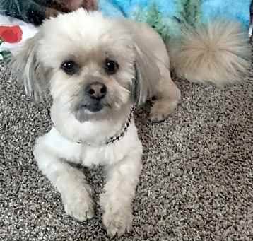 Photo of CHICO