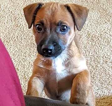 Photo of Pebbles-Ellie