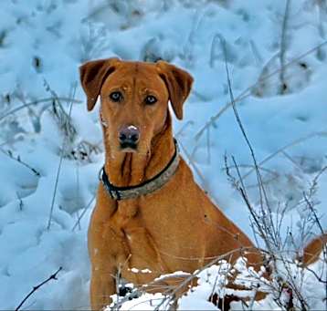 Photo of Kona