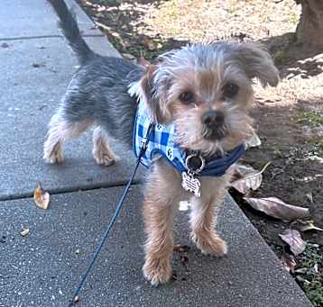 Photo of Bandit