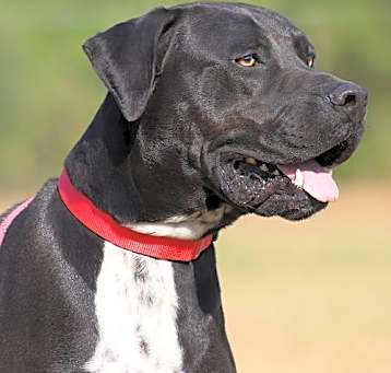 Photo of Bandit