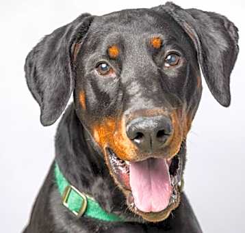 Photo of Kobe