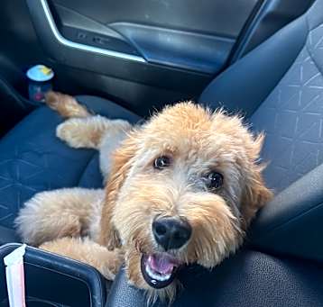 Photo of Bluey