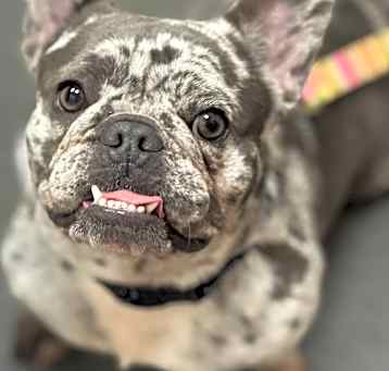 Photo of Pebbles-ADOPT Me!