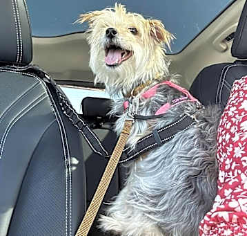 Photo of Dutchy