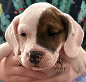 Photo of Toasted Marshmallow