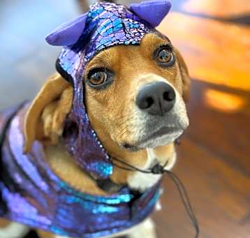 Photo of Coco