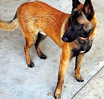 Photo of Brusky
