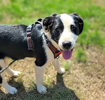 Photo of Bluto