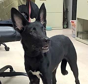 Photo of Licorice