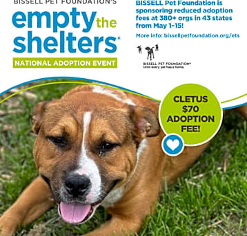 Photo of Cletus- $70 Bissell Sponsored Adoption Fee!