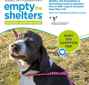 Photo of Ruby- $70 Bissell Sponsored Adoption Fee!