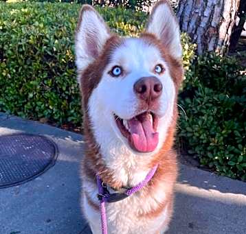 Photo of Clyde  (C000-283) - Costa Mesa Location
