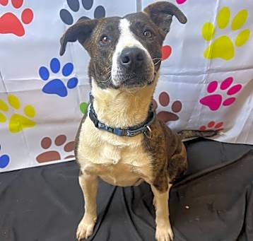 Photo of Buddy